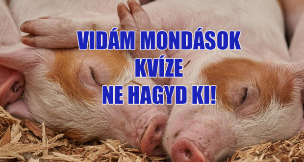 vidám mondások kvíze