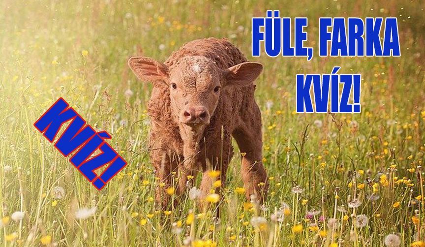 füle farka kvíz