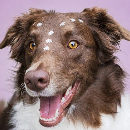 kutyanehéz képösszerakó